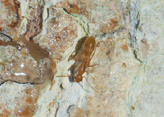 Camponotus conspicuus