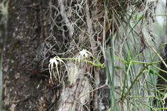 Brassavola appendiculata