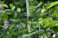 Cannaphila insularis