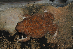 Peltophryne peltocephala