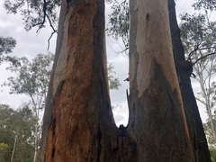 Eucalyptus major