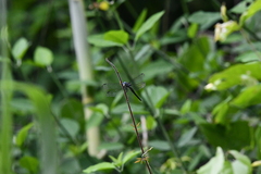 Cannaphila insularis