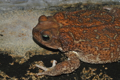 Peltophryne peltocephala