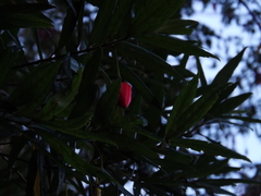 Crinodendron hookerianum