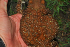 Peltophryne peltocephala