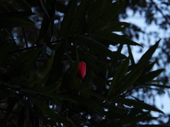 Crinodendron hookerianum