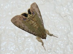 Litoprosopus futilis