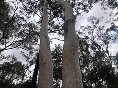 Eucalyptus major