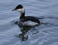 Podiceps auritus