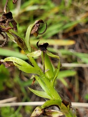 Habenaria repens