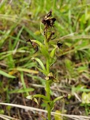 Habenaria repens