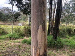 Eucalyptus major