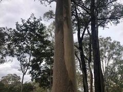 Eucalyptus major