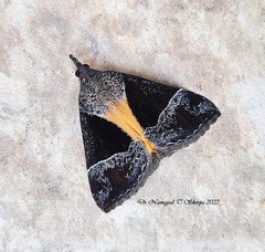Hypena trigonalis