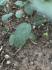 Boerhavia triquetra intermedia