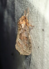 Korscheltellus gracilis