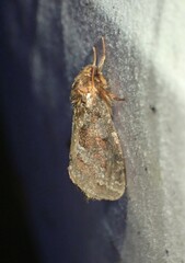 Korscheltellus gracilis