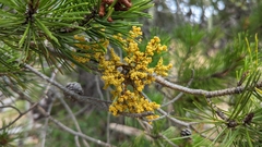 Arceuthobium americanum