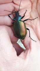 Calosoma sycophanta