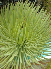 Agave stricta