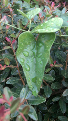 Smilax aspera