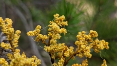 Arceuthobium americanum