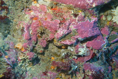 Notoclinops segmentatus
