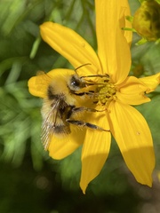 Bombus