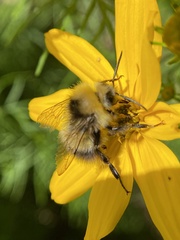 Bombus