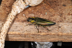 Cyphogastra farinosa