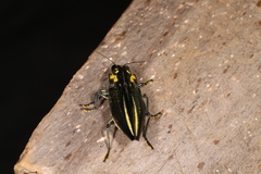 Cyphogastra farinosa