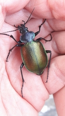 Calosoma sycophanta