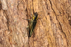 Cyphogastra farinosa