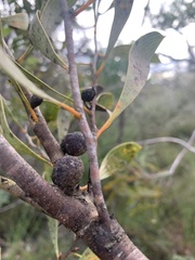 Hakea laevipes