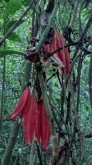 Passiflora rovirosae