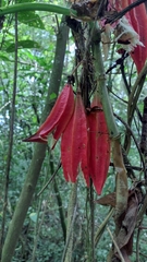 Passiflora rovirosae