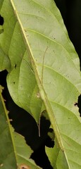 Sipyloidea