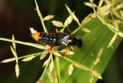 Actinus imperialis