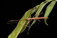Sipyloidea