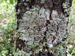 Punctelia hypoleucites