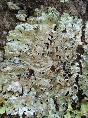 Punctelia hypoleucites