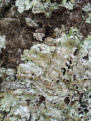 Punctelia hypoleucites