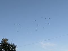 Psittacidae