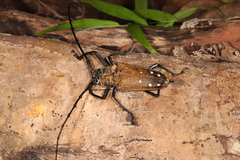 Batocera laena