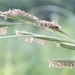 Prairie Cordgrass - Photo (c) bendingtree, some rights reserved (CC BY-NC), uploaded by bendingtree