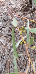 Eucalyptus dumosa