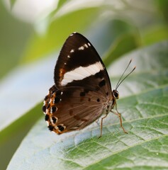 Praetaxila segecia