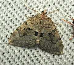 Thera contractata