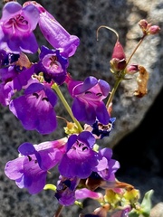 Penstemon azureus