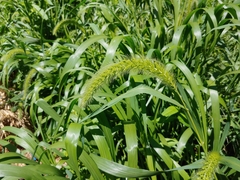 Setaria italica
